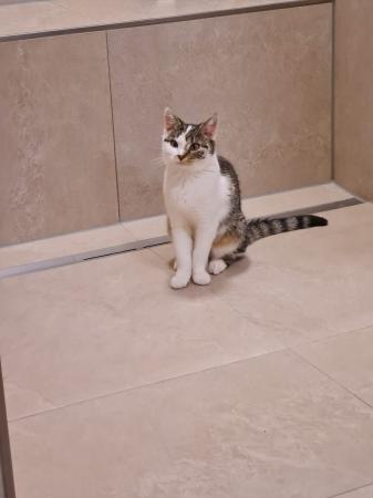 Bisou und Mila Katzenhilfe Deggendorf