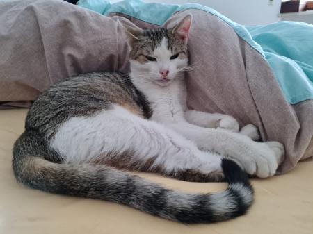 Bisou und Mila Katzenhilfe Deggendorf