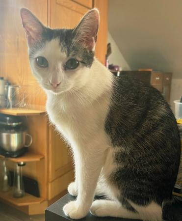 Sven, Emil, Nelly Katzenhilfe Deggendorf 