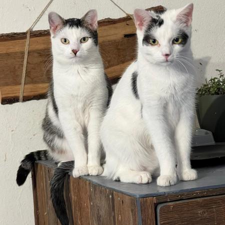 Sven, Emil, Nelly Katzenhilfe Deggendorf 