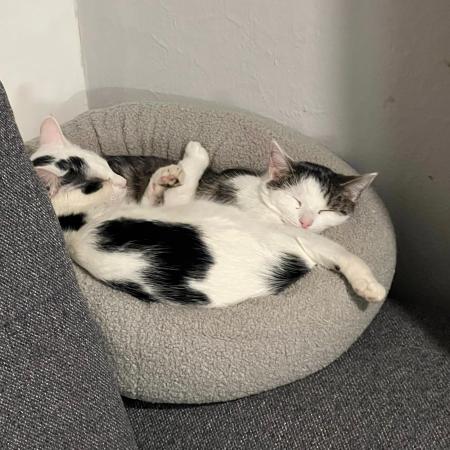 Sven, Emil, Nelly Katzenhilfe Deggendorf 