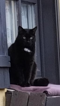 Mohrle Katzenhilfe Deggendorf 