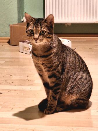 Amalia und Rapunzel Katzenhilfe Deggendorf 