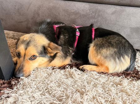 Biene Direktvermittlung 