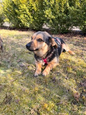 Biene Direktvermittlung 