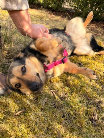 Biene Direktvermittlung 