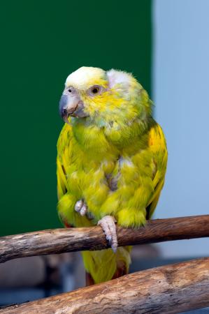 Coco