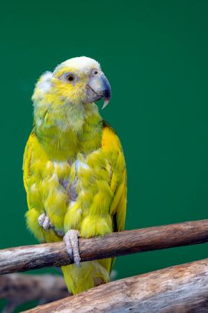 Coco