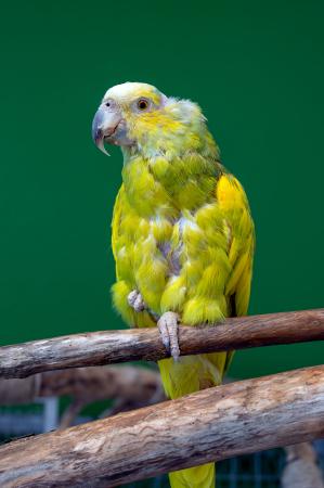 Coco