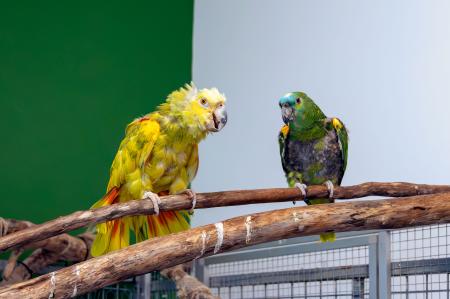 Coco & Pauline