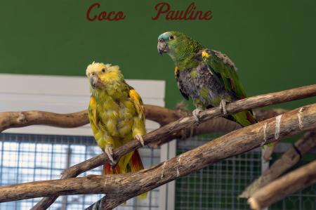 Coco & Pauline