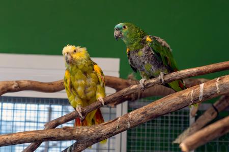 Coco & Pauline