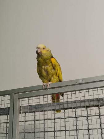 Coco