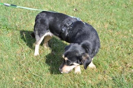 Tino Direktvermittlung