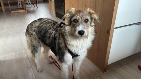 Pola Direktvermittlung 