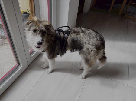 Pola Direktvermittlung 