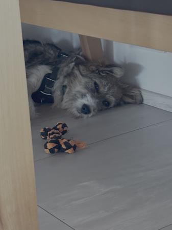 Pola Direktvermittlung 