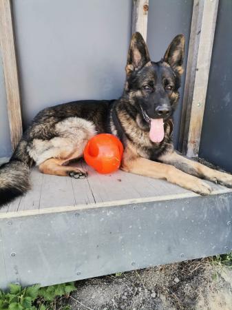 Oskar