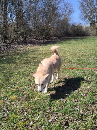 Polar Direktvermittlung 