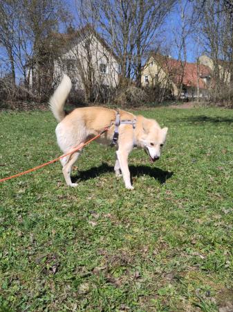 Polar Direktvermittlung 