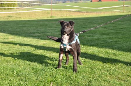 Luna Direktvermittlung