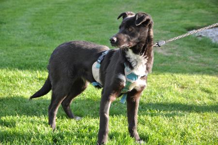 Luna Direktvermittlung