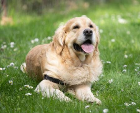 Dringend Pflegestelle für älteren Hund 