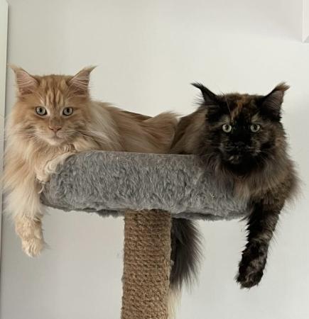 Sammy & Danny