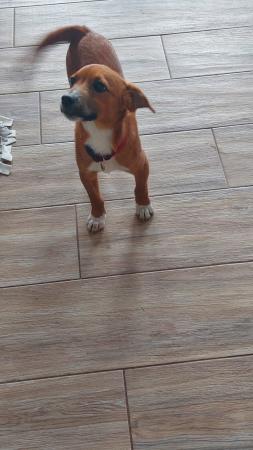 Ziggy Direktvermittlung 