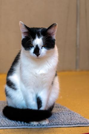 Charlie               Sorgenkater