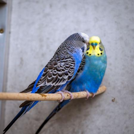 Zebrafinken, Kanarien, Wellensittische & Nymphensittiche