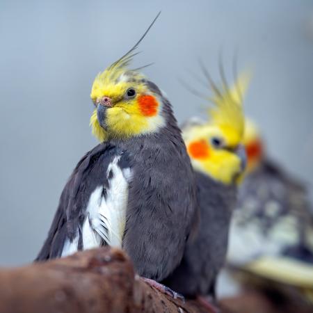 Zebrafinken, Kanarien, Wellensittische & Nymphensittiche