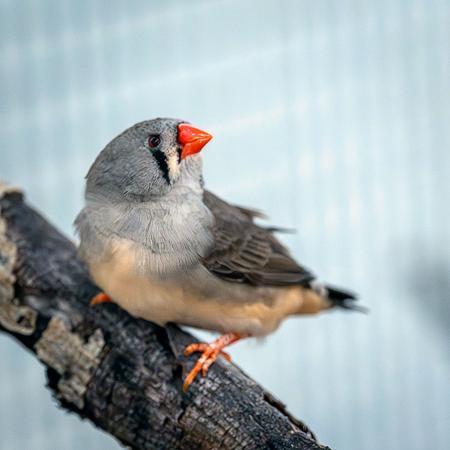 Zebrafinken, Kanarien, Wellensittische & Nymphensittiche