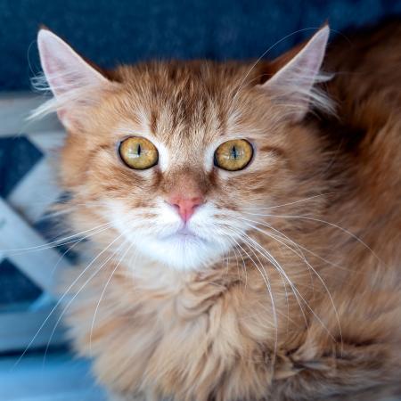 Bella