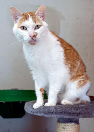 Garfield