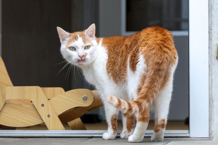 Garfield