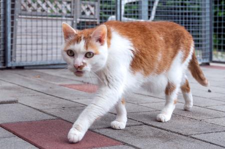 Garfield