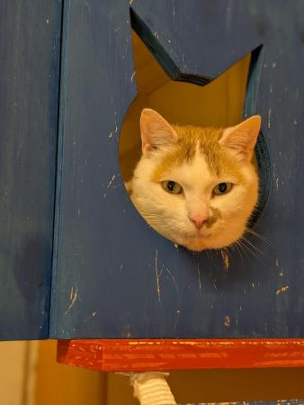 Garfield