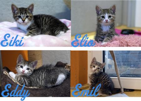 Eiki, Emil, Elio & Eddy                 Wohnungshaltung möglich