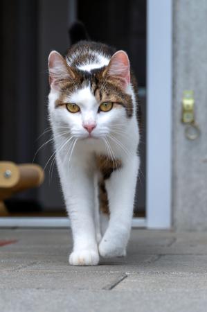 Lucky & Baghira