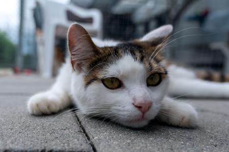 Lucky & Baghira