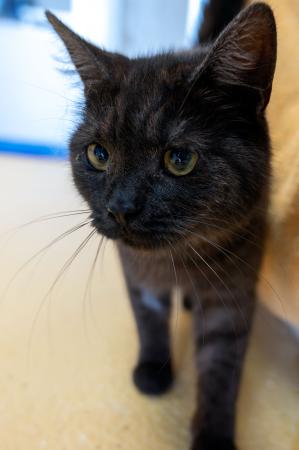 Mimi