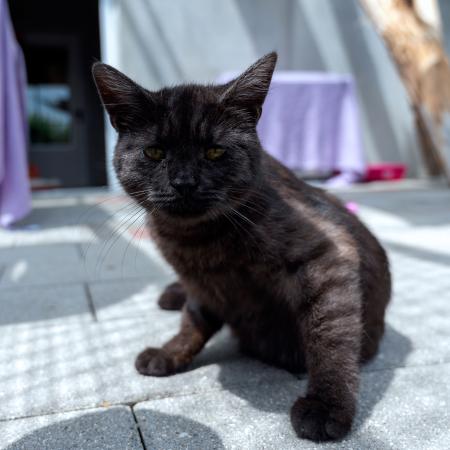 Mimi