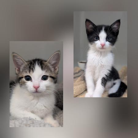 Freya und Finn (Wohnungshaltung möglich)