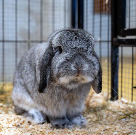 Peanut