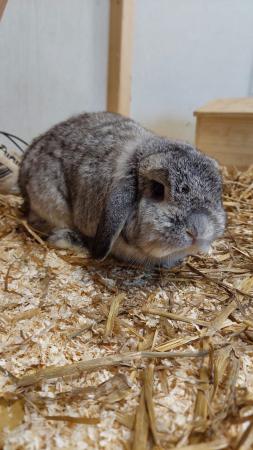 Peanut