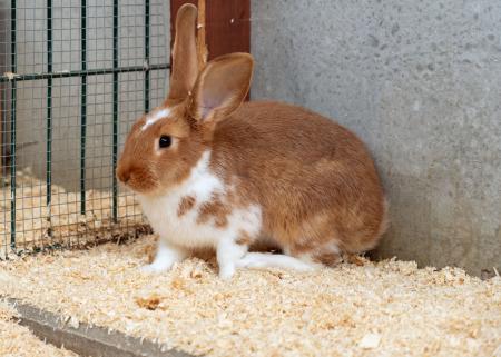 Schlummerbärchi 