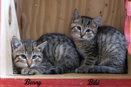 Benny & Bibi