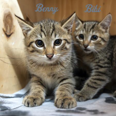 Benny & Bibi
