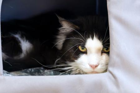 Gismo              Wohnungshaltung möglich
